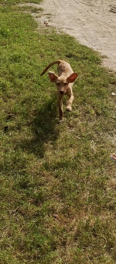 female dog for sale