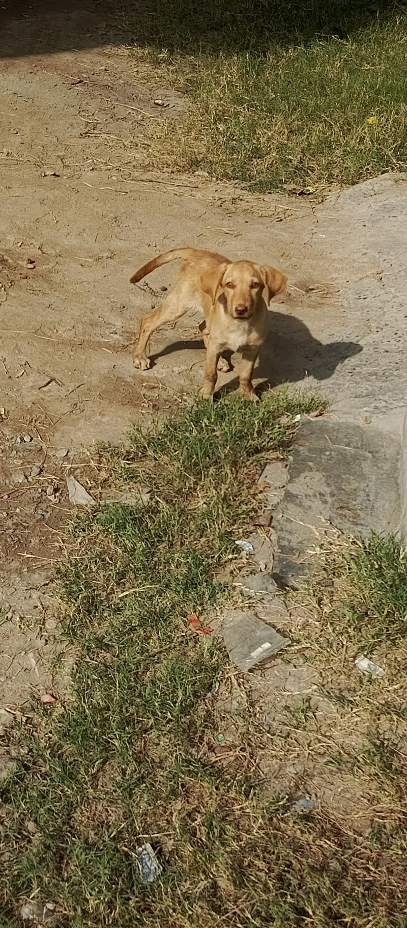 female dog for sale — photo 2