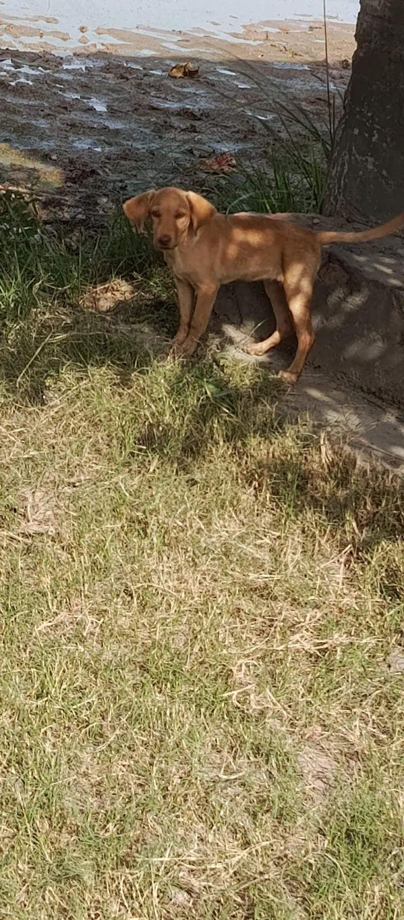 female dog for sale — photo 3