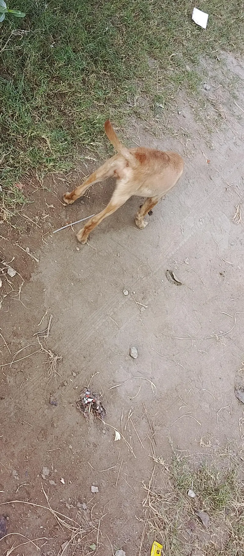 female dog for sale — photo 4