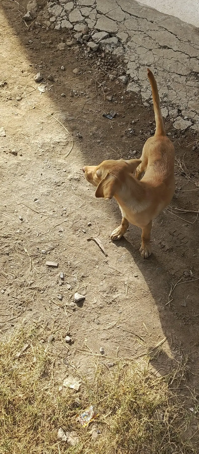 female dog for sale — photo 5