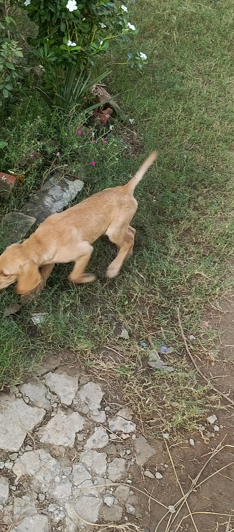 female dog for sale — photo 6