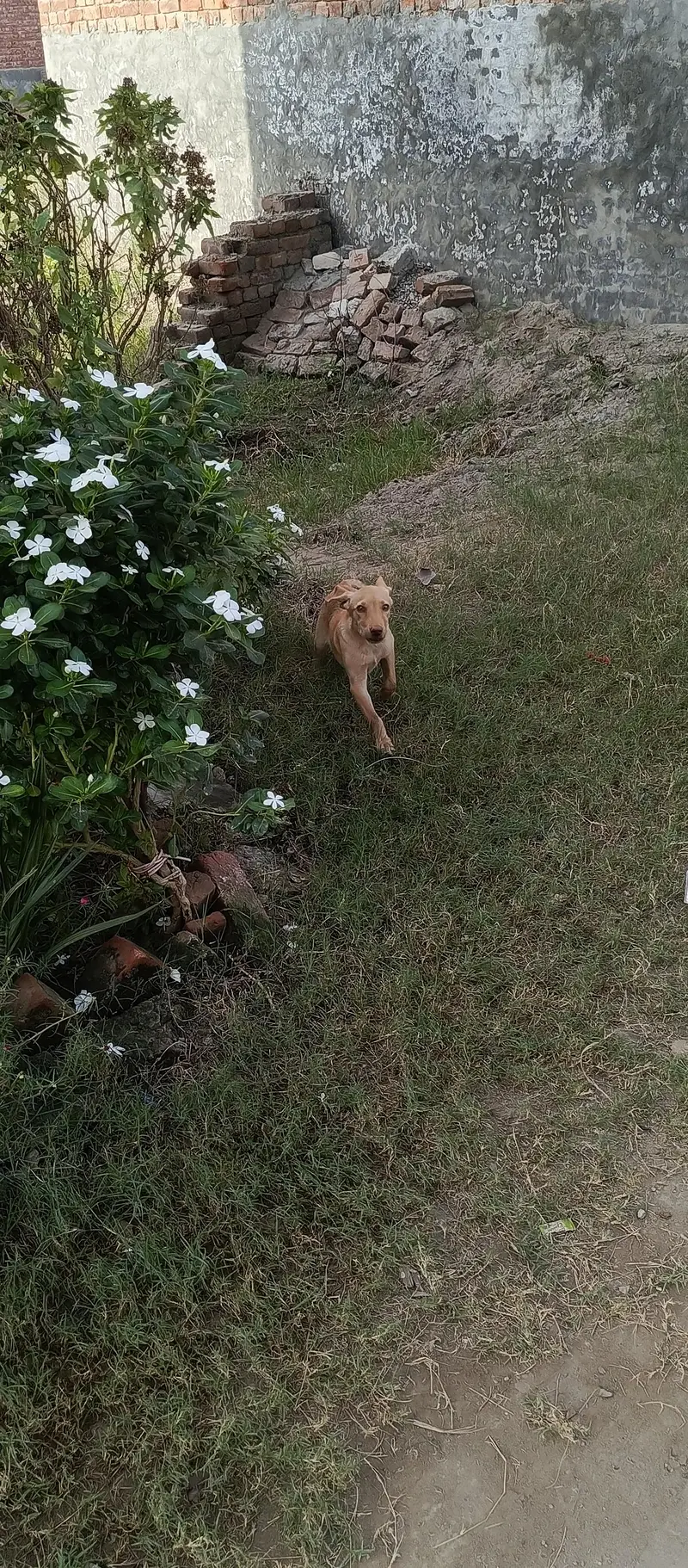 female dog for sale — photo 7