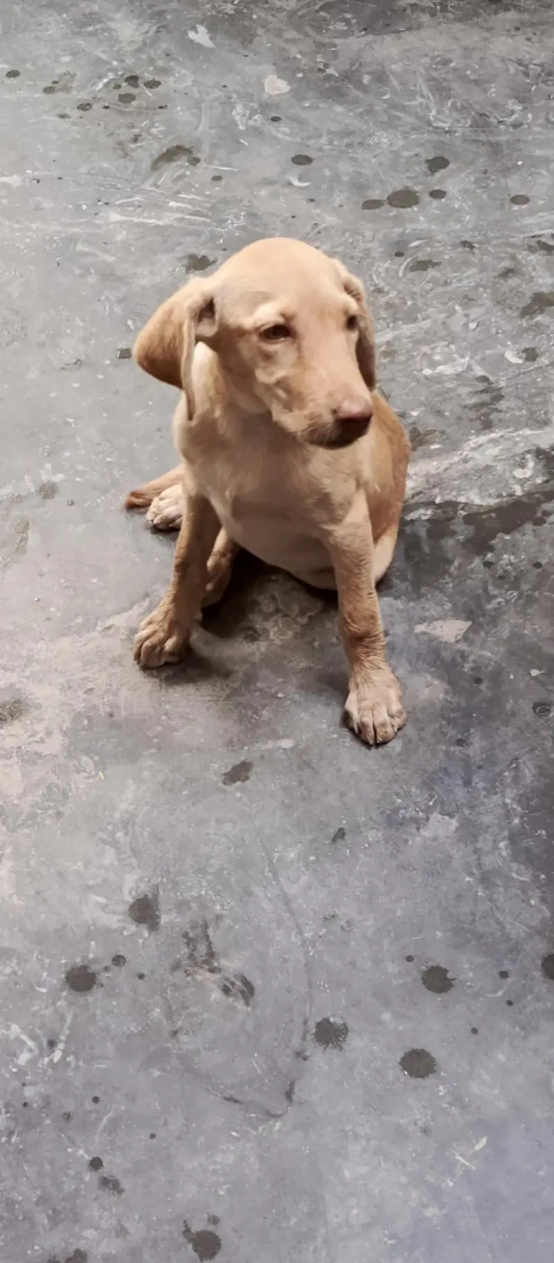 female dog for sale — photo 8