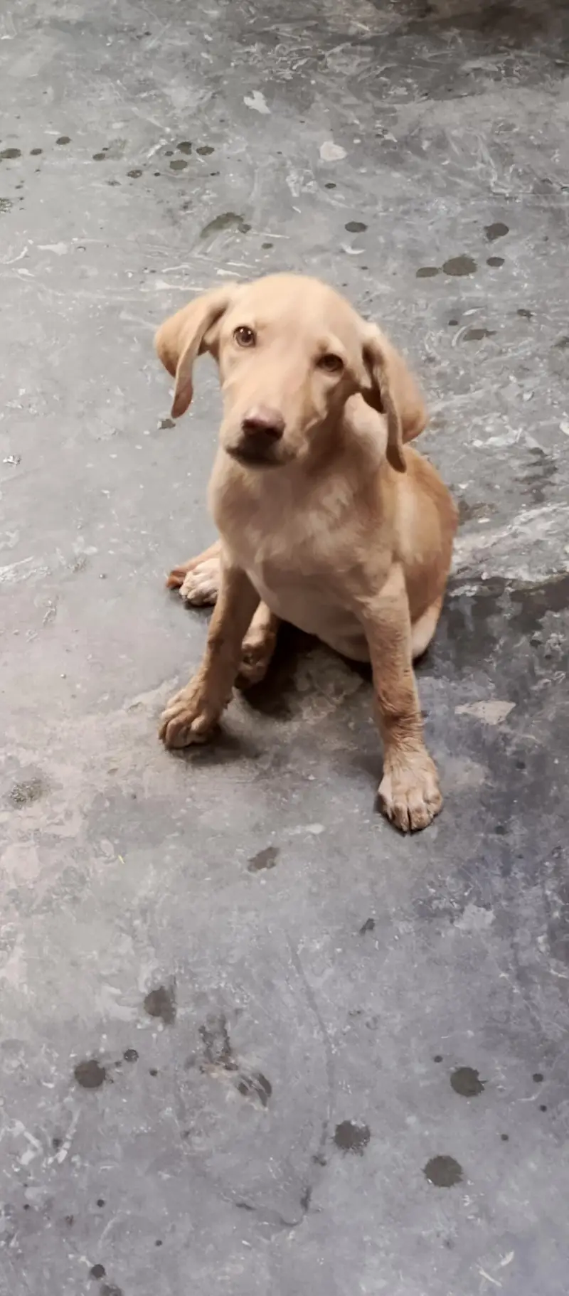 female dog for sale — photo 9
