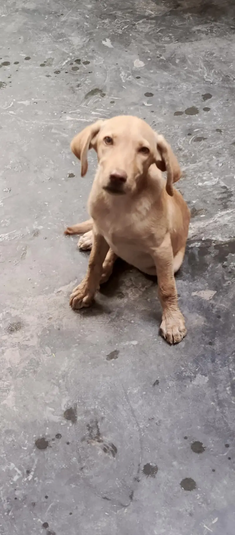 female dog for sale — photo 10