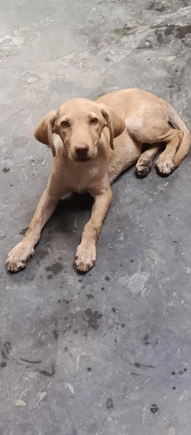 female dog for sale — photo 11