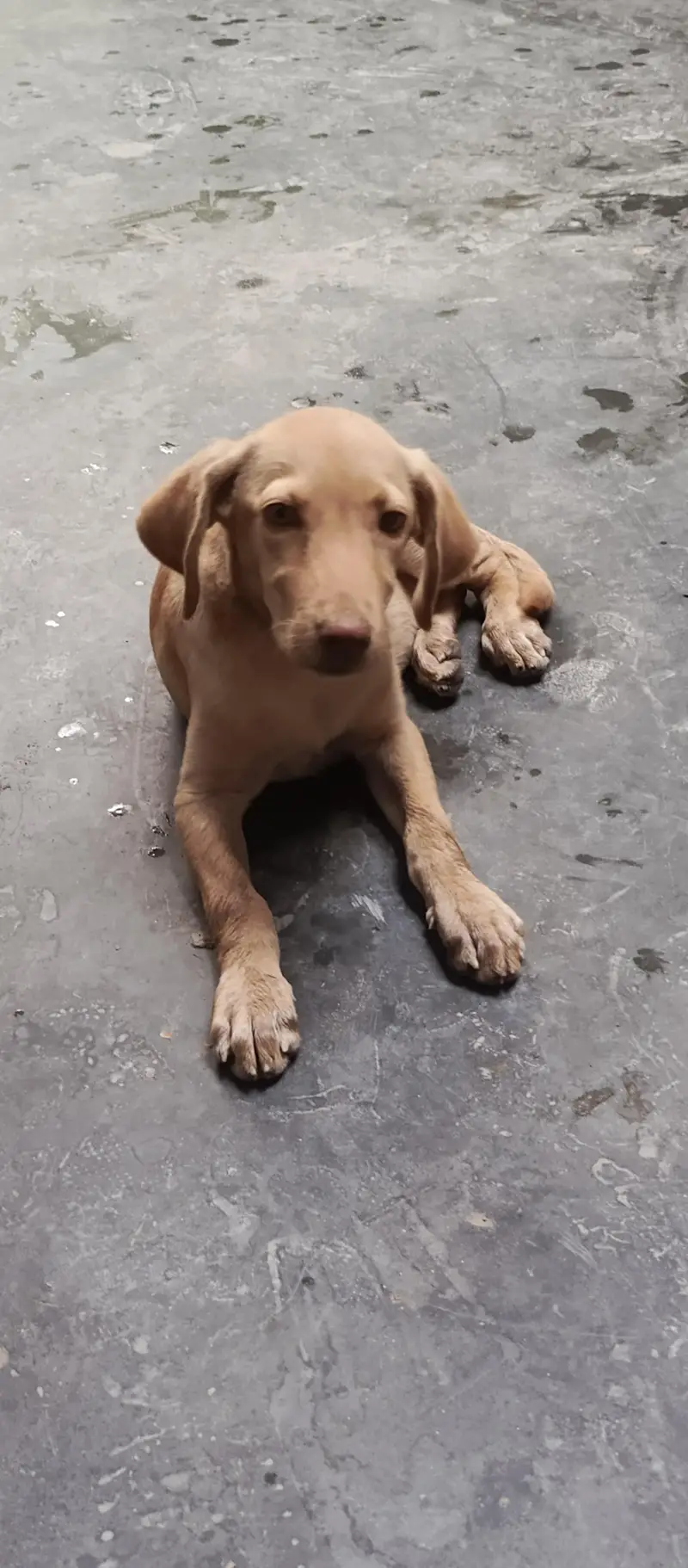 female dog for sale — photo 12