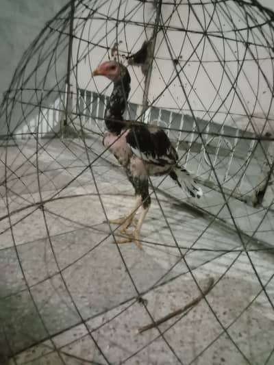 Male patha for sale home Breed Vacation hoe v ha