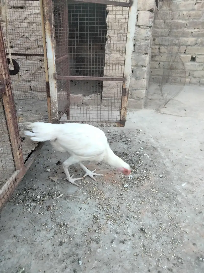 aseel hera — photo 10
