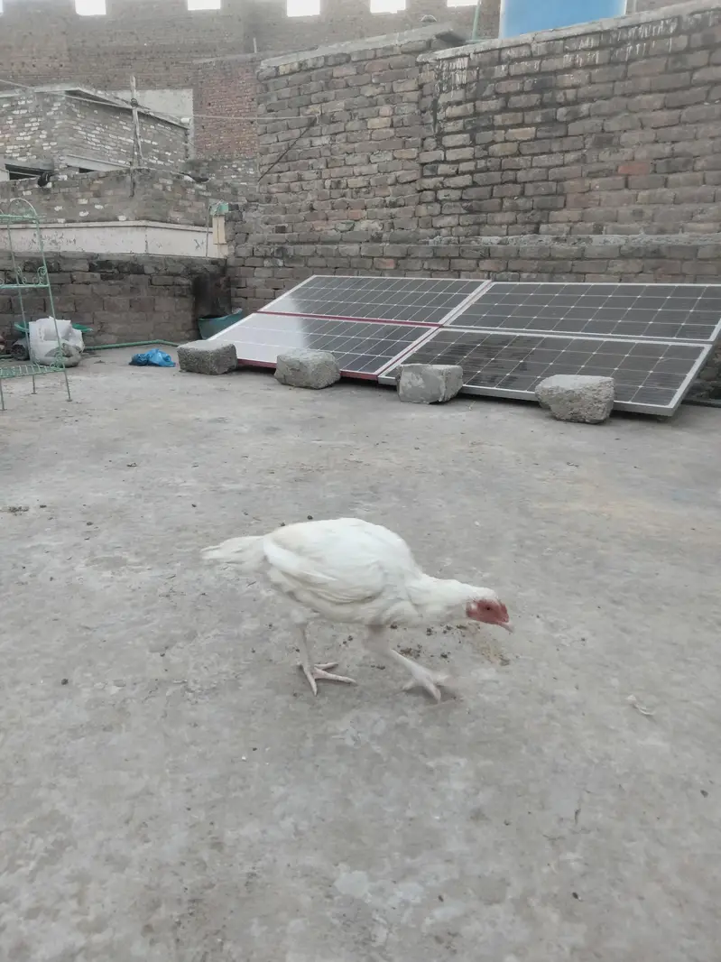 aseel hera — photo 11
