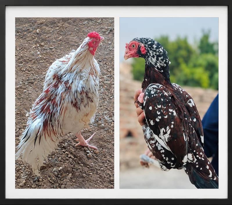 cheena aseel chicks 0