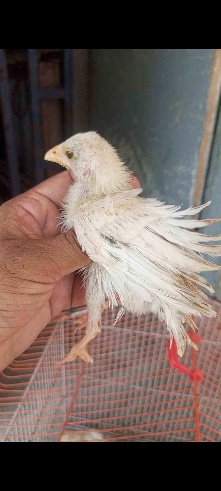 cheena aseel chicks 1