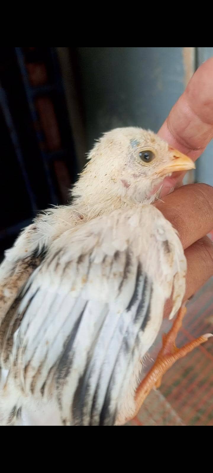 cheena aseel chicks 2