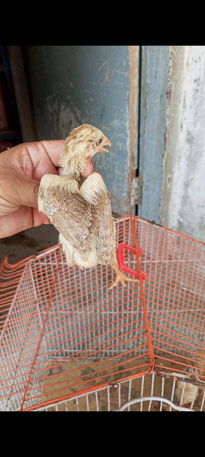 cheena aseel chicks 3