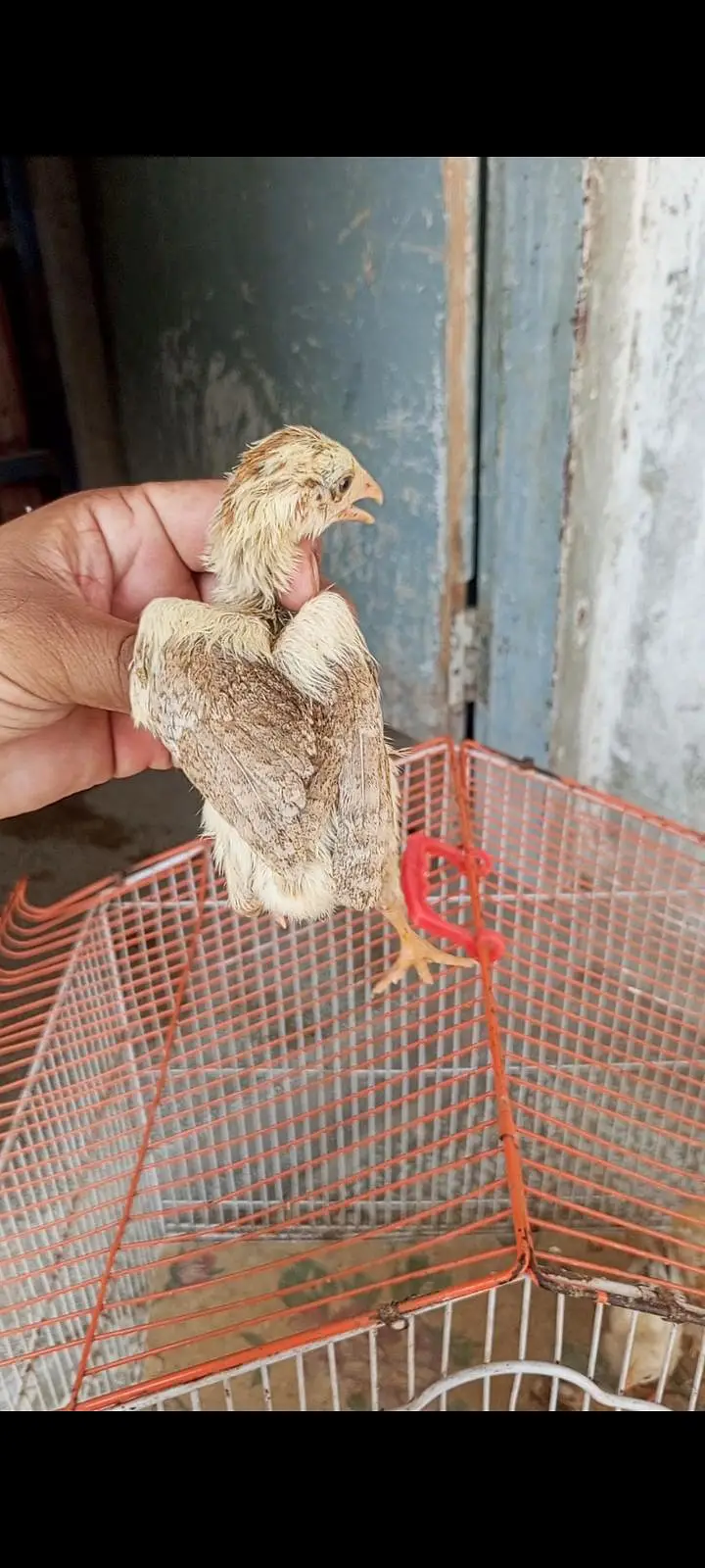 cheena aseel chicks — photo 4
