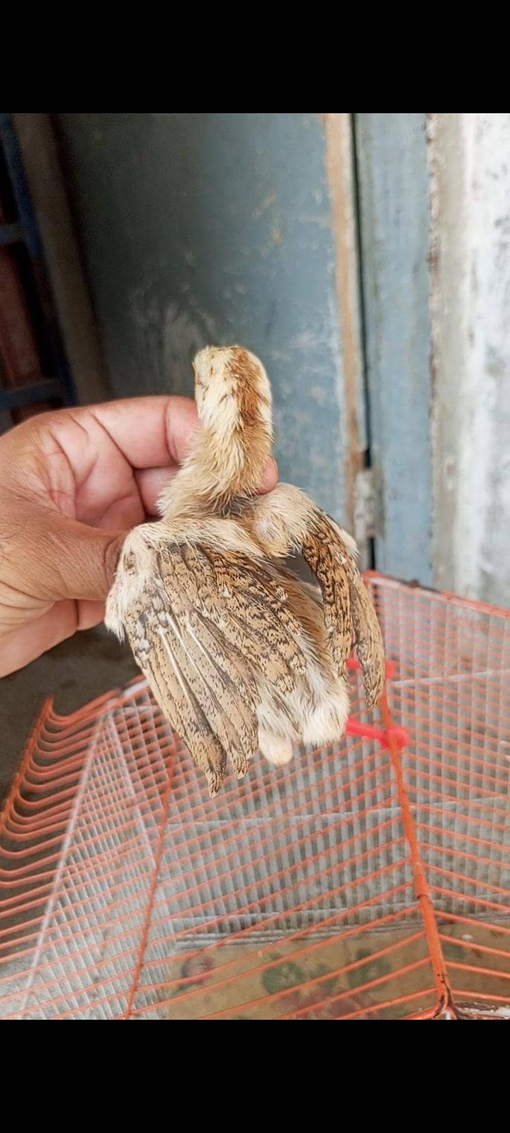 cheena aseel chicks 4