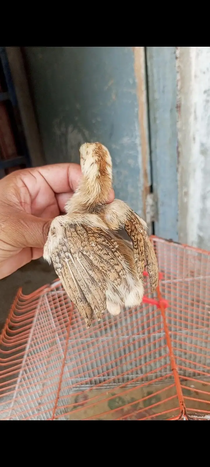 cheena aseel chicks — photo 5