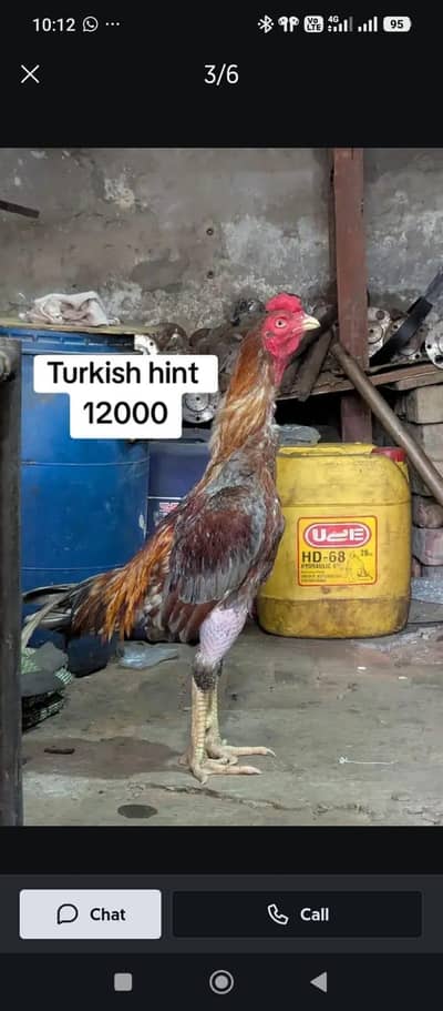 Turkish hint| kmalia | burmi | panus