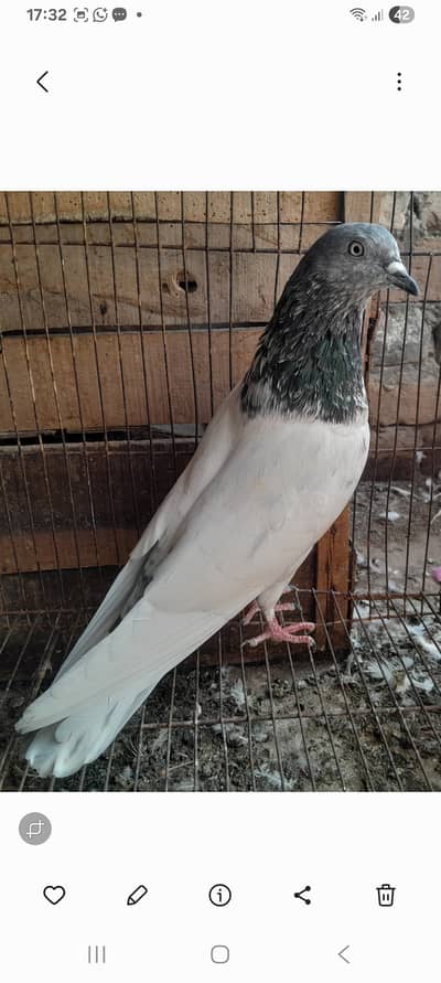 15 High Flyer pigeons