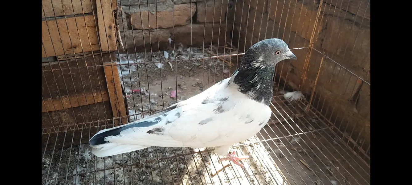 15 High Flyer pigeons — photo 2