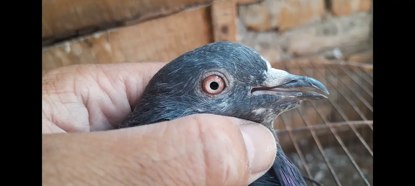 15 High Flyer pigeons — photo 3