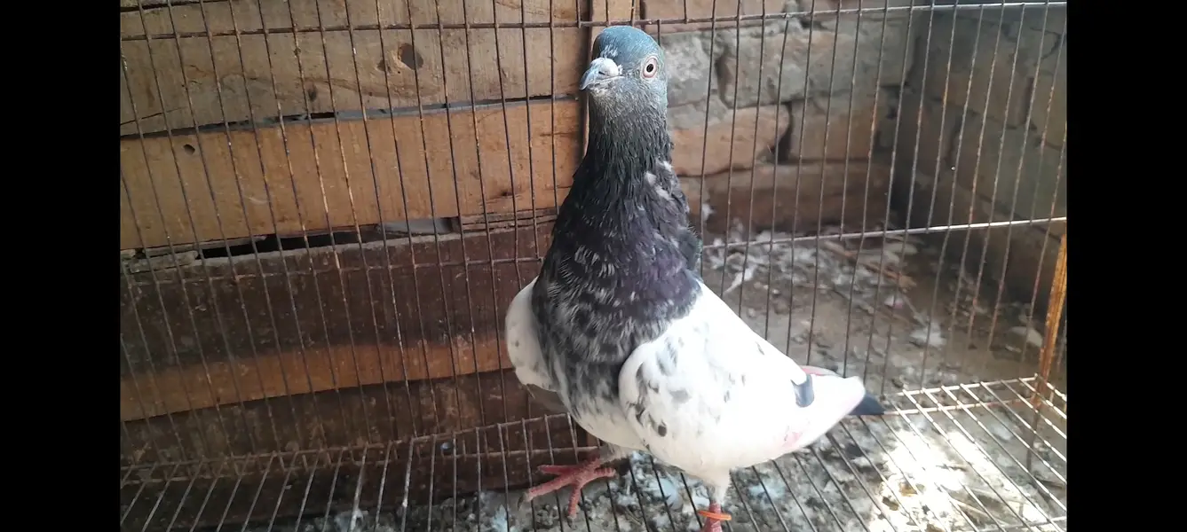 15 High Flyer pigeons — photo 4
