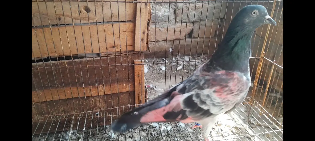 15 High Flyer pigeons — photo 5
