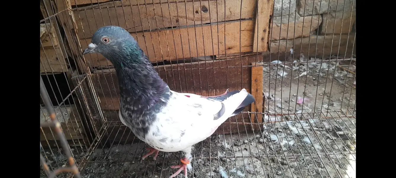 15 High Flyer pigeons — photo 6