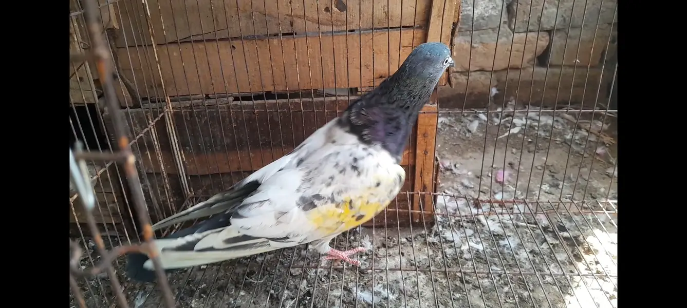15 High Flyer pigeons — photo 7
