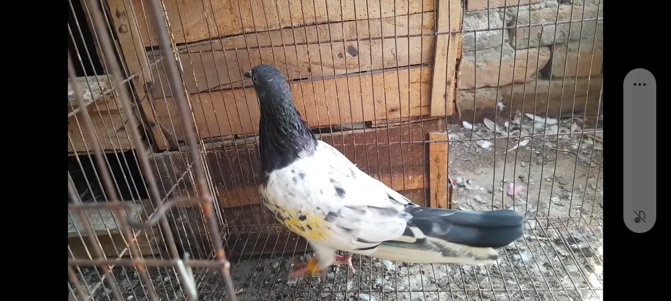 15 High Flyer pigeons — photo 8