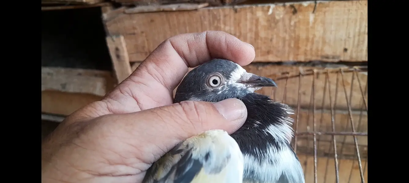 15 High Flyer pigeons — photo 9