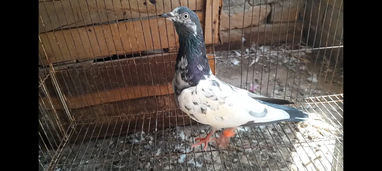 15 High Flyer pigeons — photo 10
