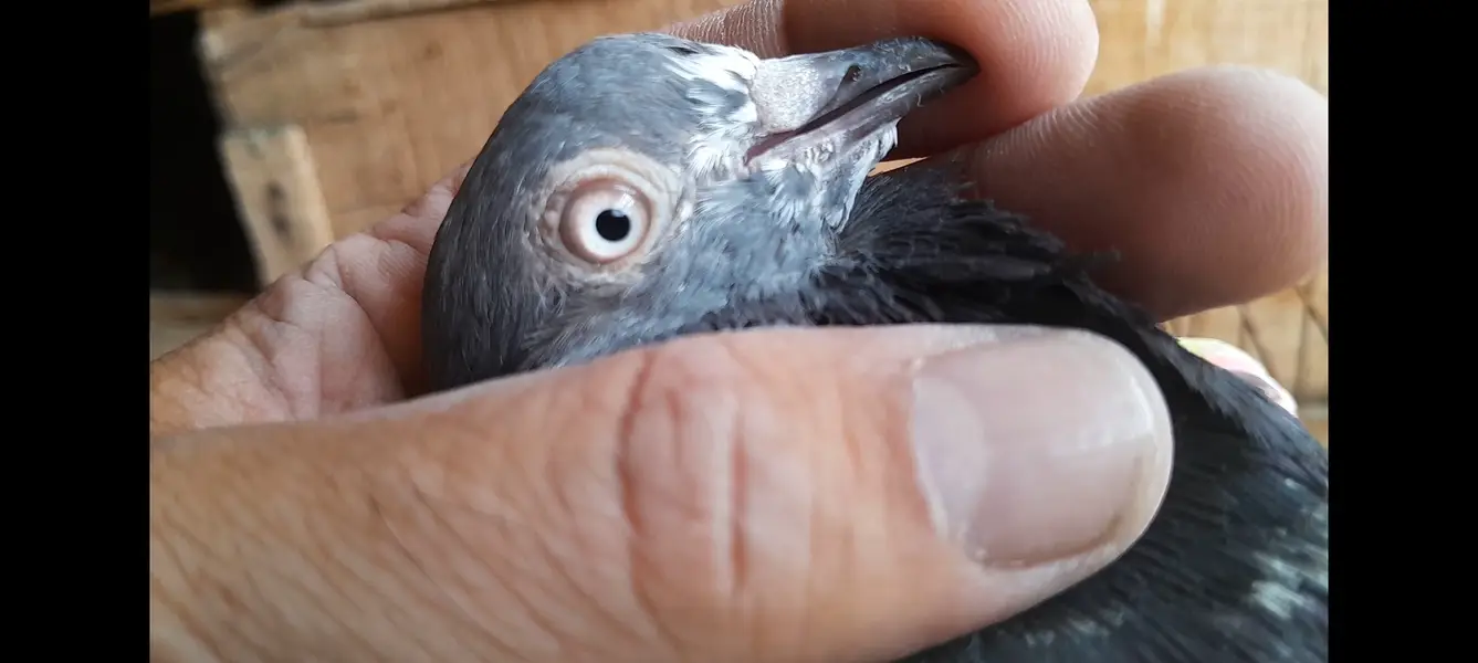 15 High Flyer pigeons — photo 11