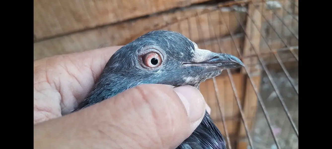 15 High Flyer pigeons — photo 12