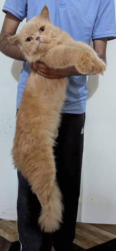Huge Persian Cat