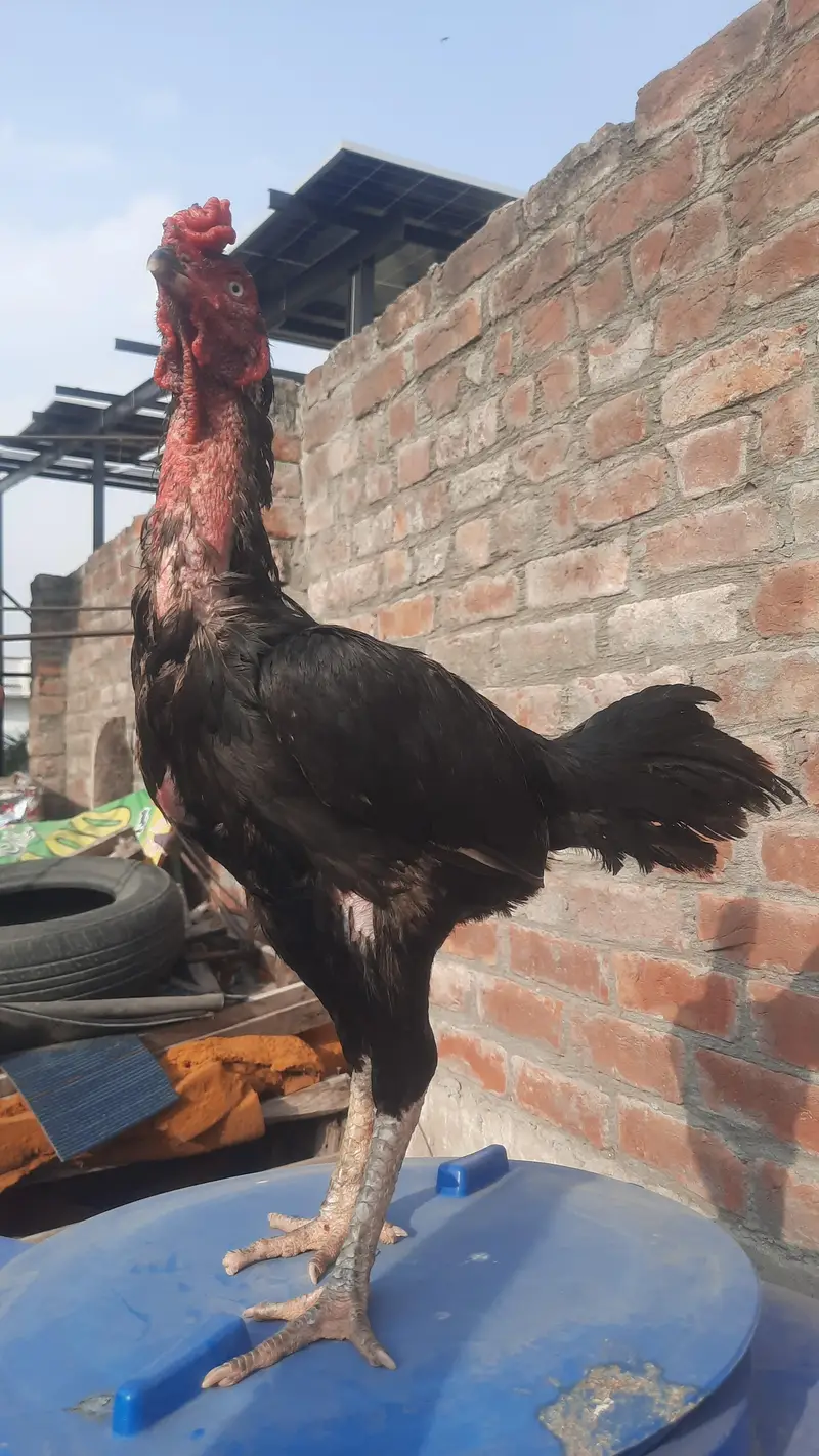 burmi lasani Read add — photo 7
