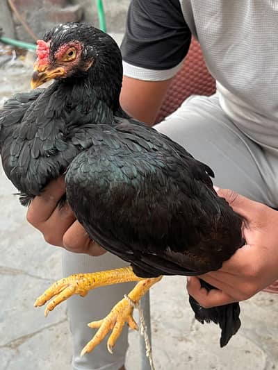 Aseel Hera murga or Aseel Amroha murgi