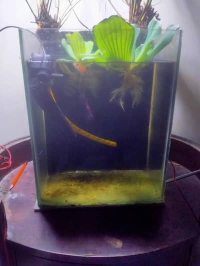 planted aquarium