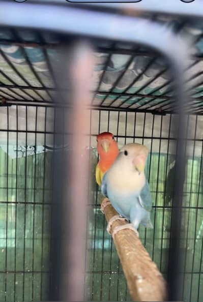 Rosycolli opline breeder females for sale top quality