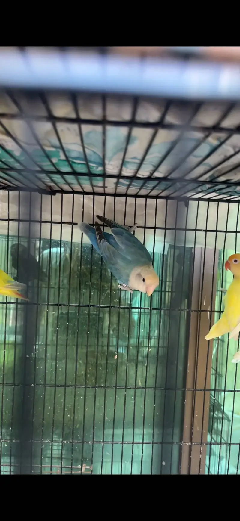 Rosycolli opline breeder females for sale top quality — photo 3