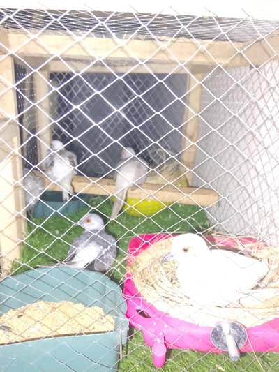 Dove Breeding Healthy Two Pair with cage all acceries