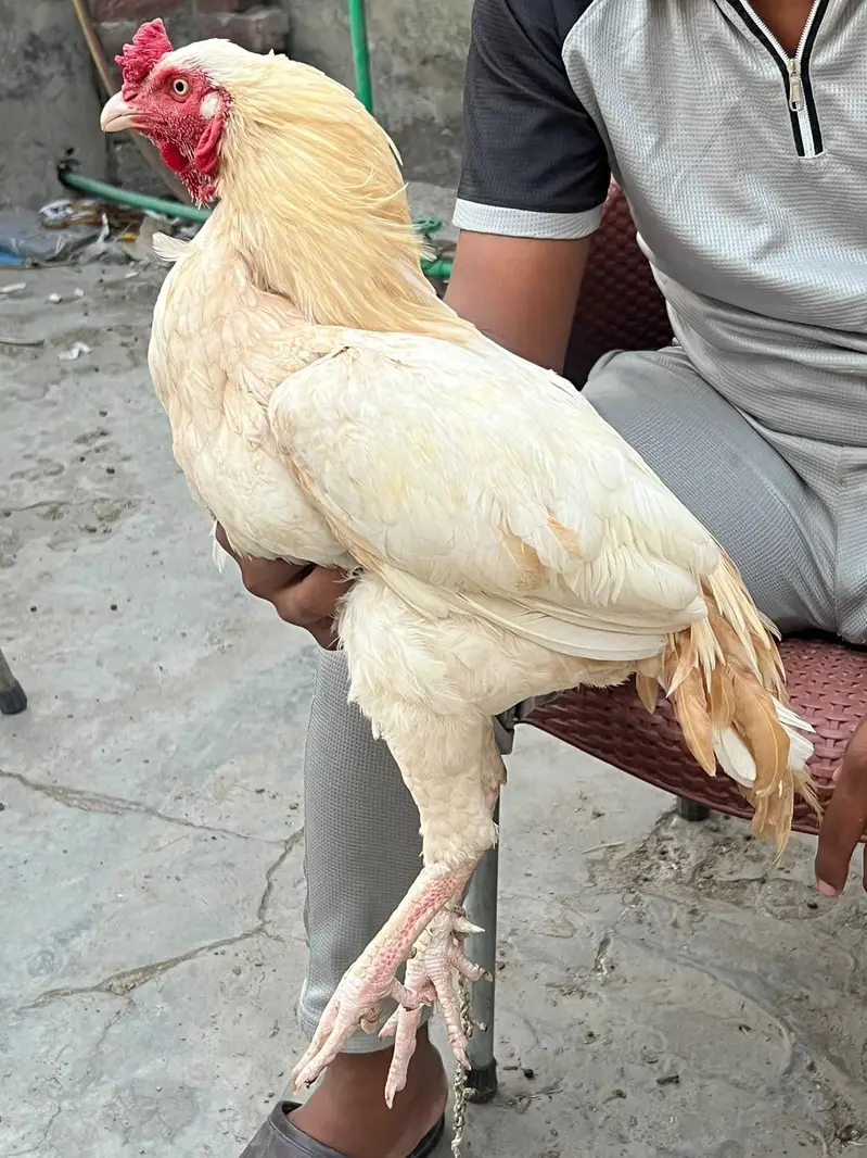 Aseel Hera murga or Aseel Amroha murgi — photo 4