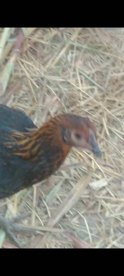 Hen Dasi