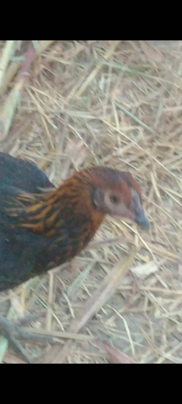 Hen Dasi 0