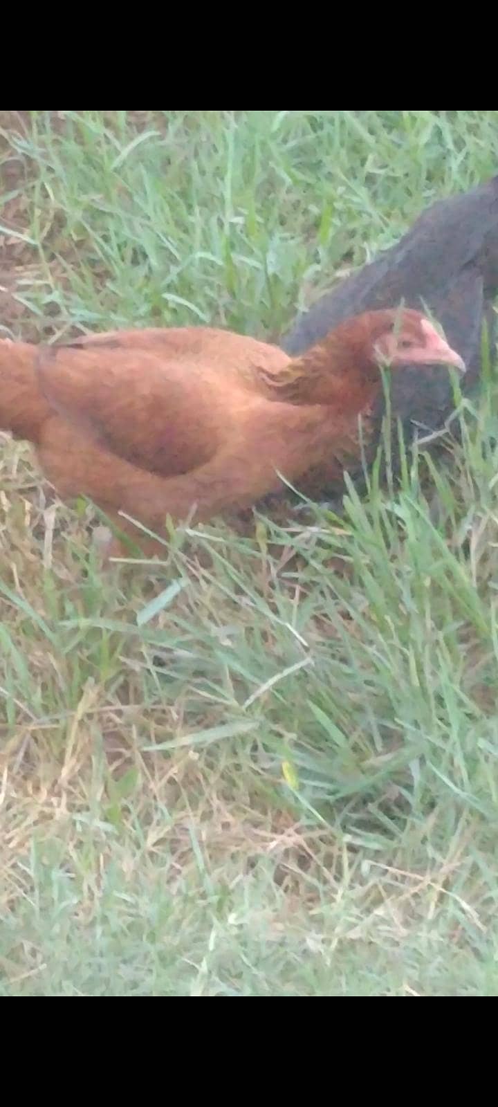 Hen Dasi 1