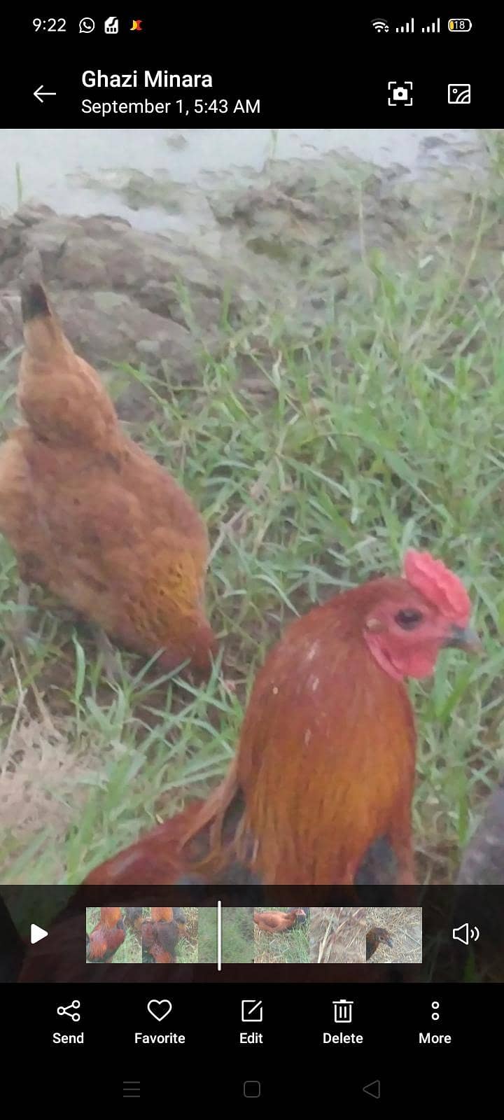 Hen Dasi 2