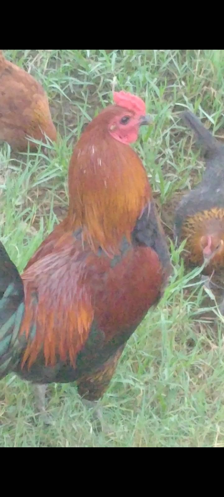 Hen Dasi 3