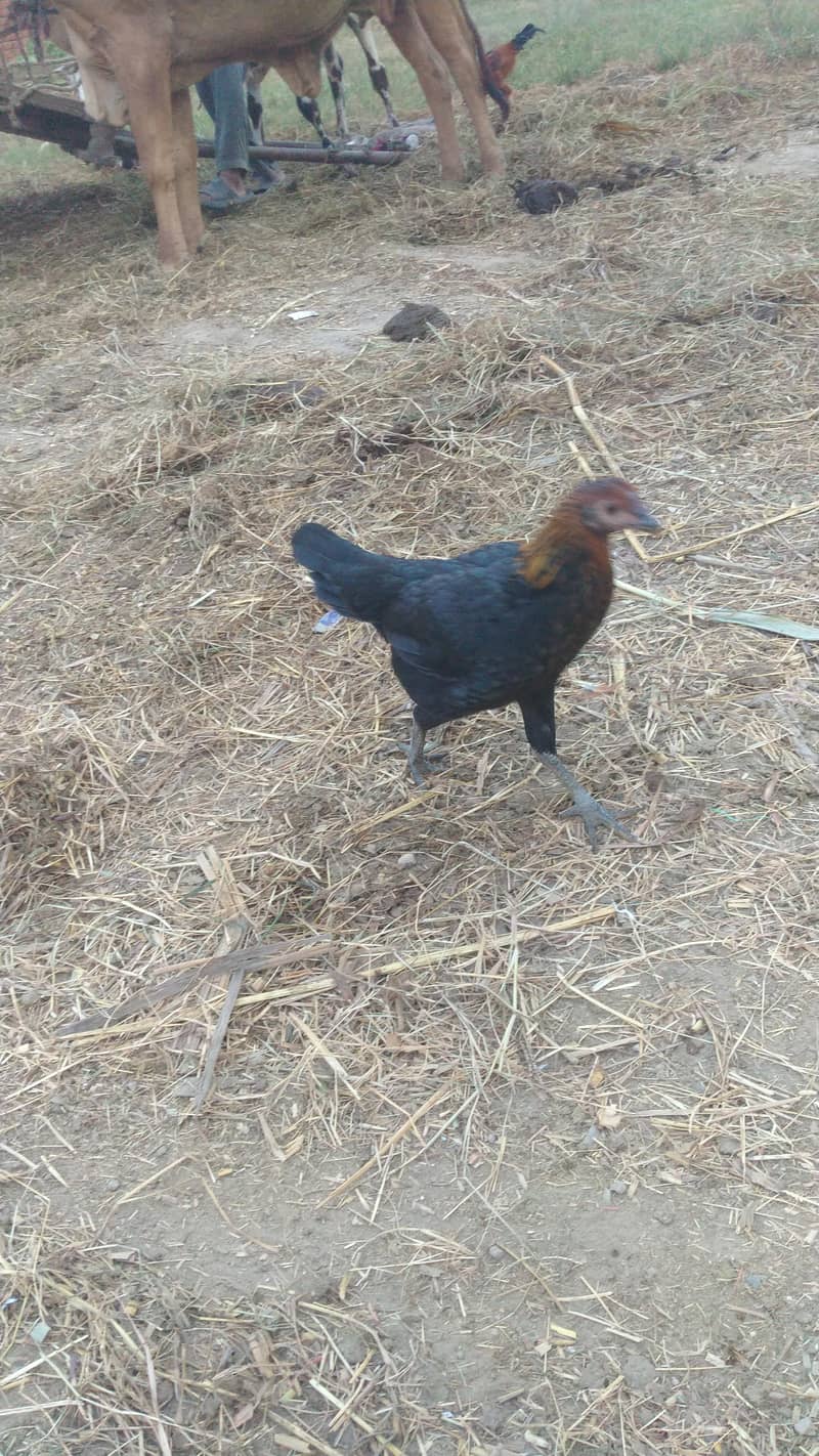 Hen Dasi 4