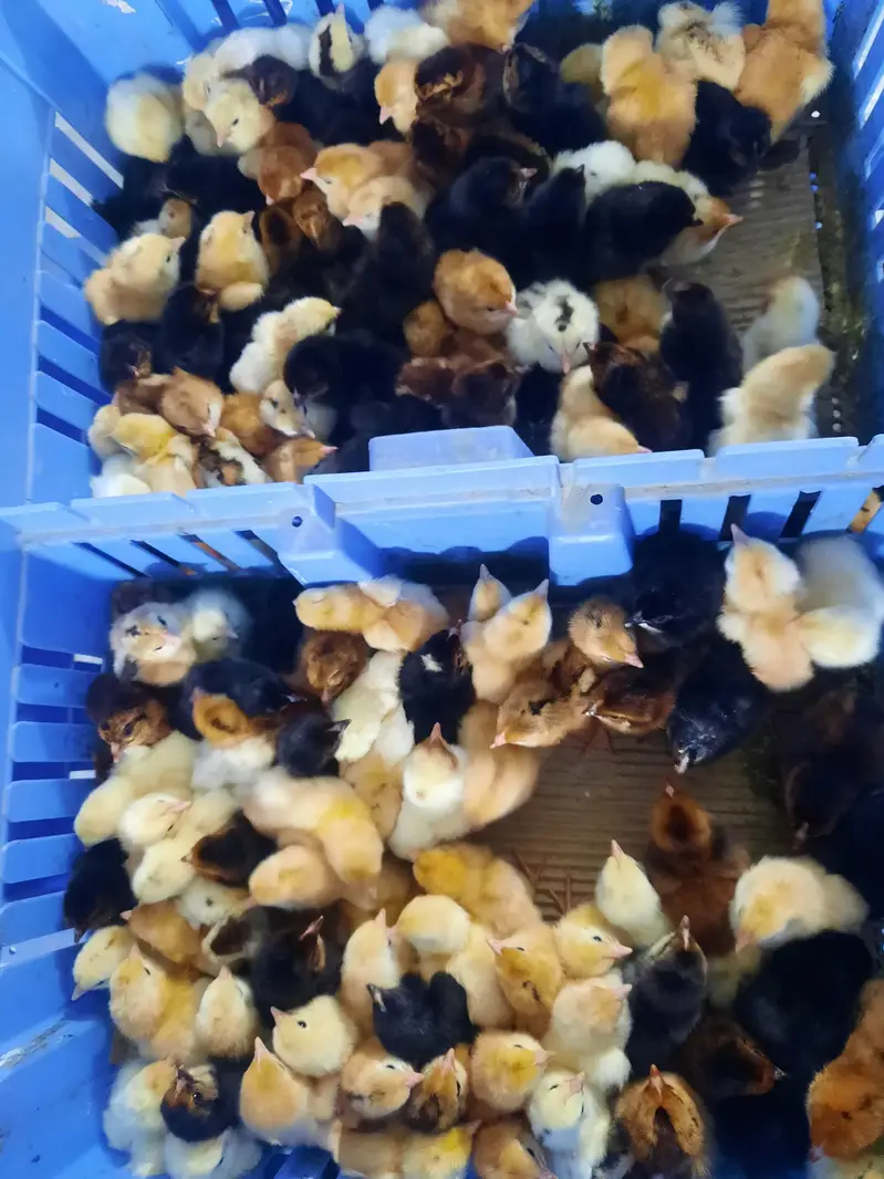 Golden Misery Mix Chicks 1 Day Old — photo 3